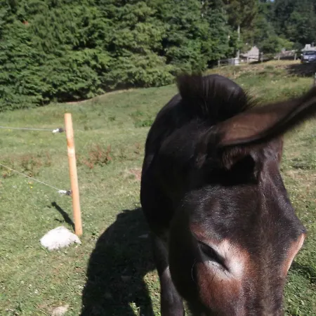 Rural, Relais Equestre Le Tulipier Pradelles-Cabardes